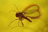 Two Detailed Fossil Flies (One Fungus Gnat) In Baltic Amber #145301-1